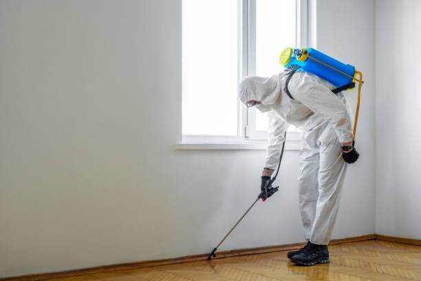 Best Termite Control Services  in Mount Clemens, MI
