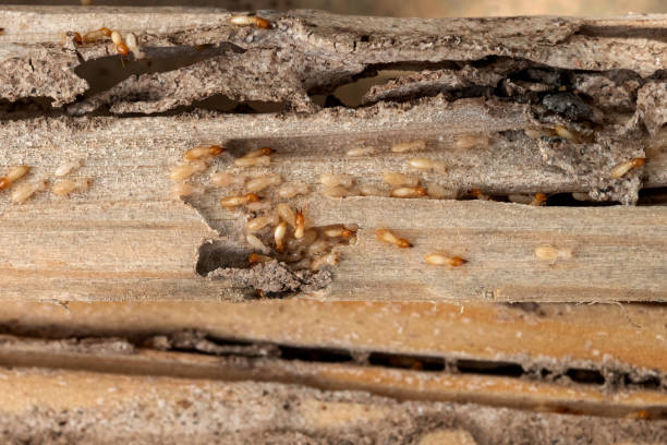  Mount Clemens, MI Pest Control Pros