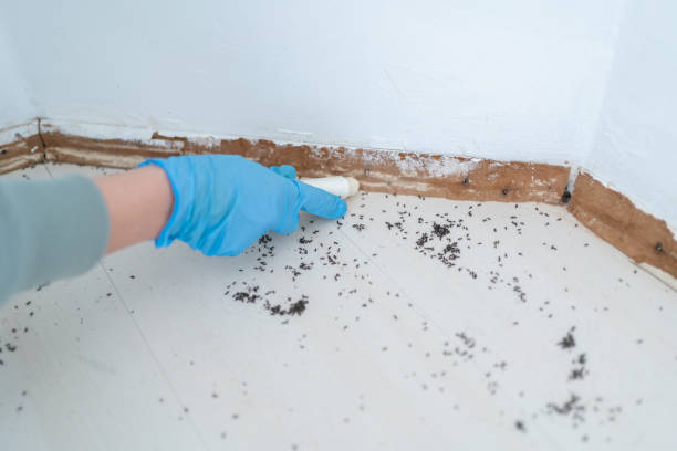 Best Ant Control Services  in Mount Clemens, MI