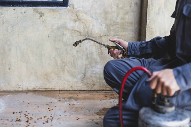 Best Affordable Pest Control Services  in Mount Clemens, MI